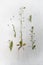 Shepherd`s purse plant Capsella bursa-pastoris on vintage background.