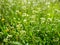 Shepherd's purse plant in the meadow. Capsella bursa-pastoris. Meadow or field. Lawn in the forest. Blooming field