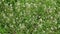 Shepherd's purse plant in the meadow. Capsella bursa-pastoris. Meadow or field. Lawn in the forest. Blooming field