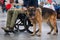 Shepherd, service dog with the owner the invalid wheelchair user