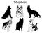 Shepherd set. Collection of pedigree dogs. Black and white illustration of a shepherd dog. Vector drawing of a pet