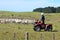 Shepherd during Sheep herding in New Zealand