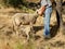 Shepherd stroking mother sheep while lamb drinks breast milk