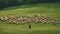 shepherd tending a flock of sheep on the green meadow of his farm