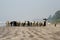 Shepherd walking with his goats on the beach