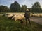 Shepherd watching sheep grazing, Kanne, Belgium, Europe