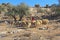 Shepherdess and Sheep in an Olive Grove