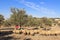 Shepherdess and Sheep in an Olive Grove