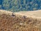 Shepherds in Baiu Mountains, Romania