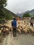 Shepherds herding Sheep in the Himalayas