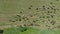 Shepherds lead herd of cows to watering place. Top view of meadow with cattle grazing in grass. Cows herd grazing in buttercup mea