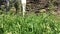 Shepherds purse, or Capsella bursa-pastoris.