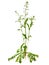 Shepherds purse, Capsella bursa-pastoris