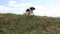 Sheppard dog guarding goats sheep herd in mountain pasture meadow