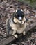 Sherman Fox animal Stock Photos. Sherman Fox Squirrel close-up profile view sitting on a branch eating