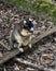 Sherman Fox animal Stock Photos. Sherman Fox Squirrel close-up profile view sitting on a branch eating