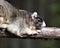 Sherman Fox animal Stock Photos. Sherman Fox Squirrel head close-up profile view with a bokeh background