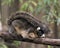 Sherman Fox Squirrel animal stock photo.  Sherman Fox Squirrel close-up profile view with bokeh background