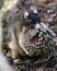 Sherman  Fox Squirrel  photo.  Sherman Fox Squirrel with a pine cone christmas season. Sherman`s Fox Squirrel close-up