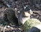 Sherman Fox Squirrel stock photo.  Sherman`s Fox Squirrel close-up profile