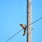 Sherman's southern fox squirrel on power line