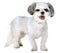 Shes part a prized pedigree. Studio shot of an adorable lhasa apso puppy isolated on white.