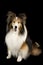 Shetland collie dog