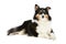 Shetland Collie dog