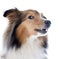 Shetland dog