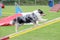 A shetland dog in an agility canine contest