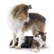 Shetland dog ans maine coon cat