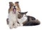 Shetland dog ans maine coon cat