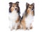 Shetland dogs