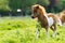 Shetland foal in the meadow