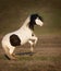 Shetland poni in autumn field