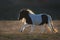 Shetland poni run at sunset