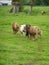 Shetland ponies