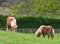 Shetland ponies