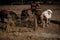 Shetland ponies eating hay in the paddock