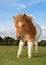 Shetland Pony