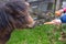 Shetland Pony being fed a carrot by hand