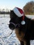 Shetland pony Christmas-Style