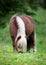 Shetland pony eating grass at field