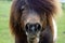 Shetland Pony eats grass