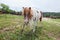 Shetland pony at farmland grazing on pasture