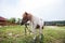 Shetland pony at farmland grazing on pasture