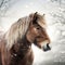 Shetland Pony Head Image With Snowy Alder Forest Background