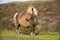 Shetland pony south Uist outer Hebrides Scotland