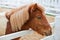 Shetland pony is standing by the fence