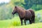 Shetland pony standing on green hill